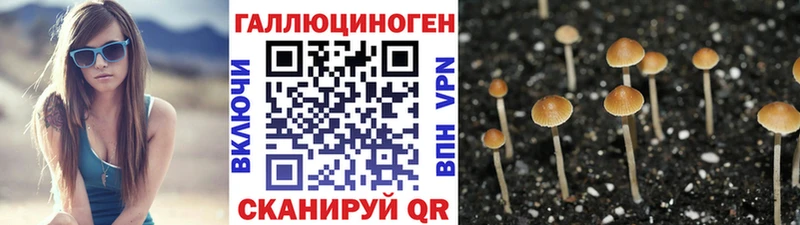 Псилоцибиновые грибы Cubensis  магазин продажи   Бикин 